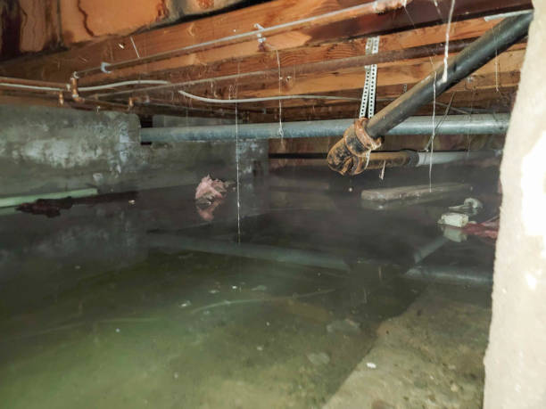 Best Flood restoration services  in Stony Point, MI