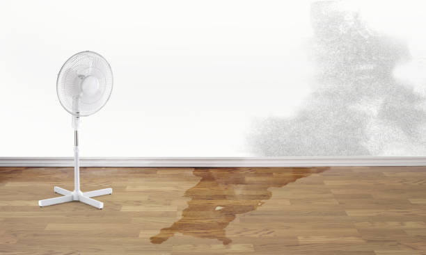 Best Ceiling water damage repair  in Stony Point, MI